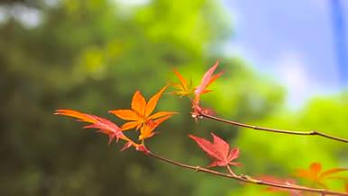 4K实拍秋天风景枫树叶红枫视频的预览图